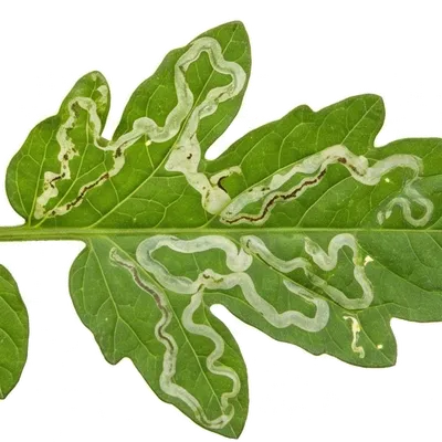 Mineuse (ex: Tuta absoluta)