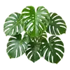 Monstera
