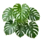 Monstera
