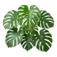 Monstera