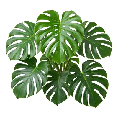 Monstera
