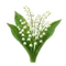 Muguet de Mai