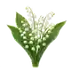 Muguet de Mai
