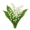 Muguet de Mai