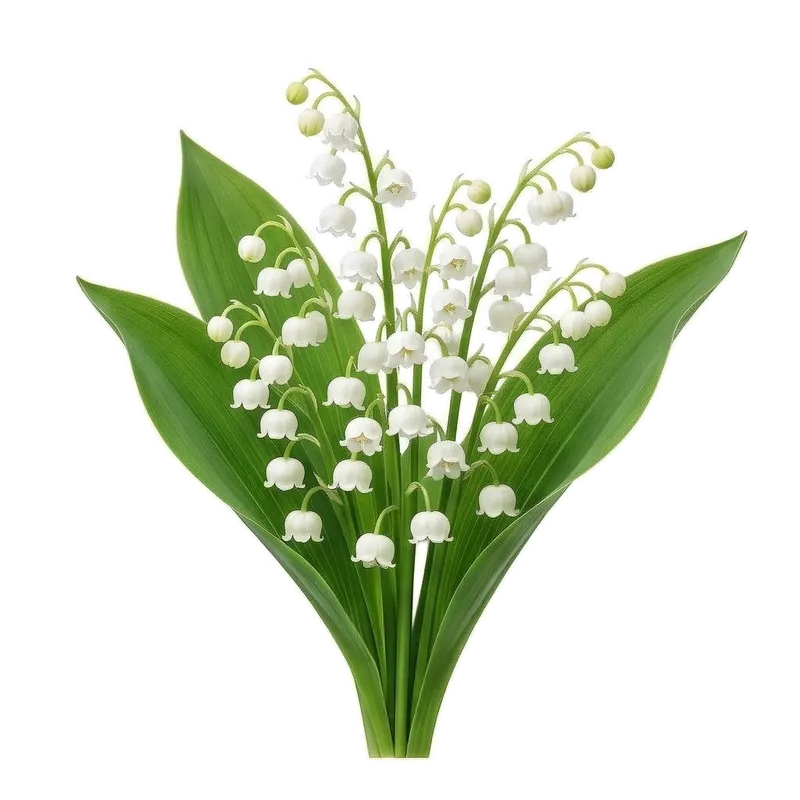 Illustration : Muguet de Mai