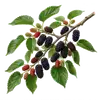 Mûrier Noir