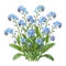 Myosotis