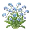 Myosotis