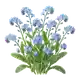 Myosotis