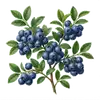 Myrtillier