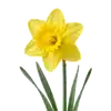Narcisse