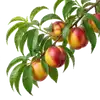 Nectarinier