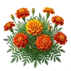 Œillet d'Inde