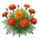 Œillet d'Inde