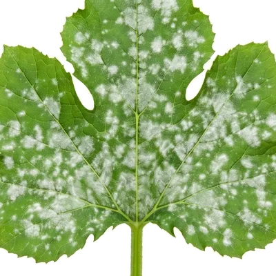 Oïdium (Maladie du blanc)