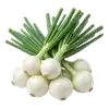 Oignon Blanc