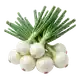 Oignon Blanc