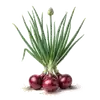 Oignon Rouge