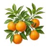 Oranger