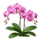 Orchidée Phalaenopsis