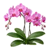 Orchidée Phalaenopsis