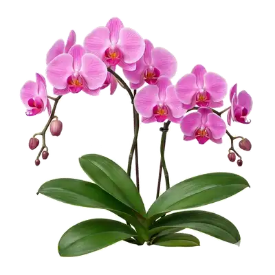 Orchidée Phalaenopsis