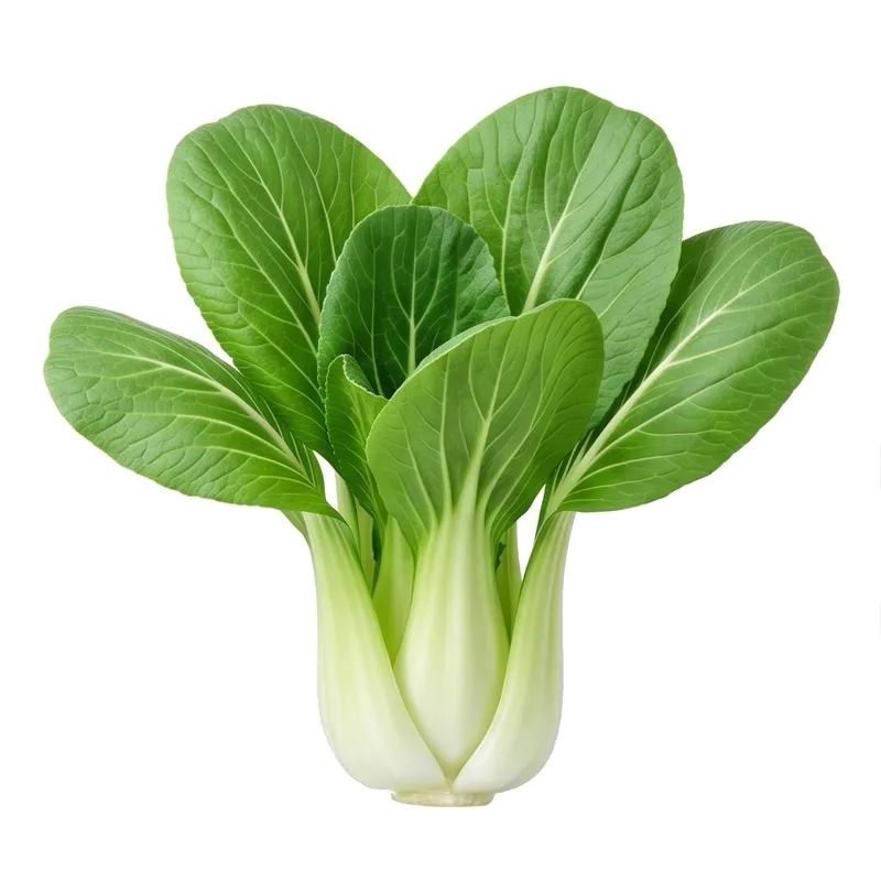 Magnifiques choux asiatiques pak choï en pleine croissance dévoilant une jolie rosette évasée de larges feuilles vert profond aux pétioles blancs charnus
