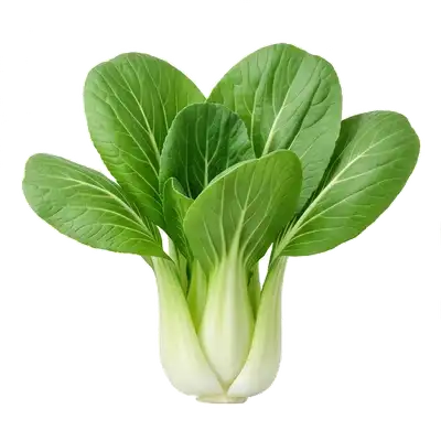 Magnifiques choux asiatiques pak choï en pleine croissance dévoilant une jolie rosette évasée de larges feuilles vert profond aux pétioles blancs charnus