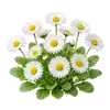 Pâquerette