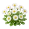 Pâquerette