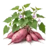 Patate Douce