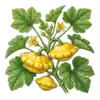 Pâtisson