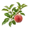 Pêcher de Vigne