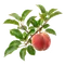 Pêcher de Vigne