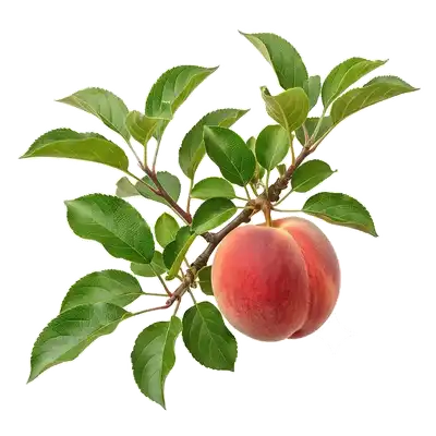 Pêcher de Vigne