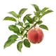Pêcher de Vigne