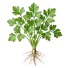Persil Plat