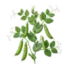 Petit Pois