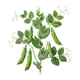 Petit Pois