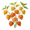 Physalis