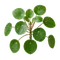 Pilea