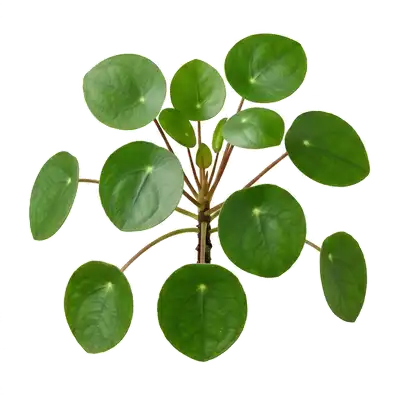 Jolie petite plante d'intérieur pilea (plante à monnaie chinoise) en pot, affichant une silhouette aérée avec de nombreuses petites feuilles vert clair parfaitement rondes