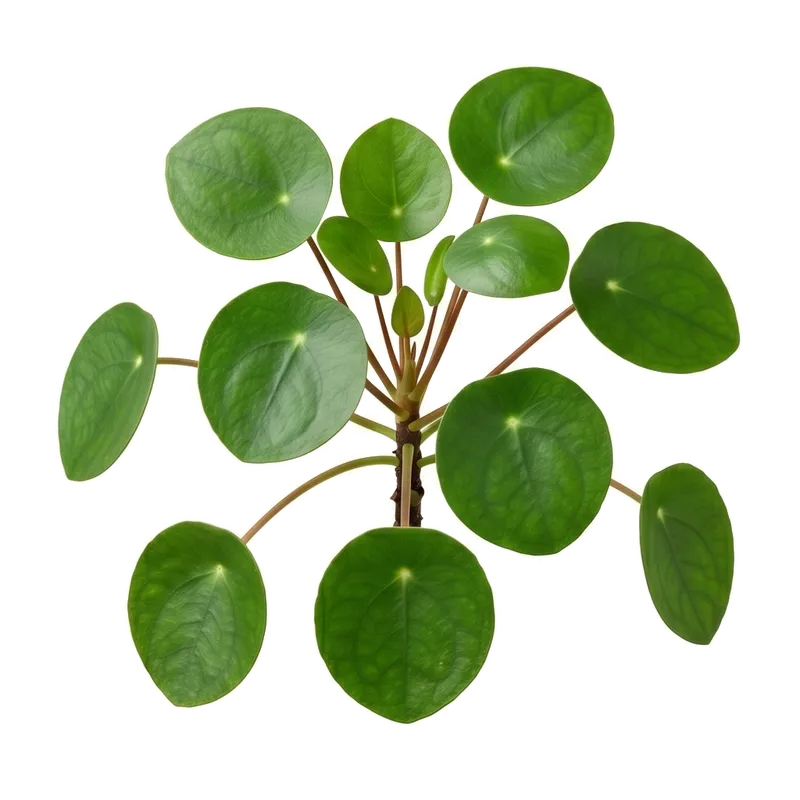 Jolie petite plante d'intérieur pilea (plante à monnaie chinoise) en pot, affichant une silhouette aérée avec de nombreuses petites feuilles vert clair parfaitement rondes