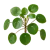 Pilea
