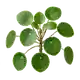 Pilea