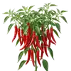 Piment de Cayenne