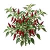 Piment d'Espelette
