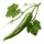Piment d'Anaheim