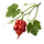 Carolina Reaper
