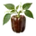 Poivron Chocolat